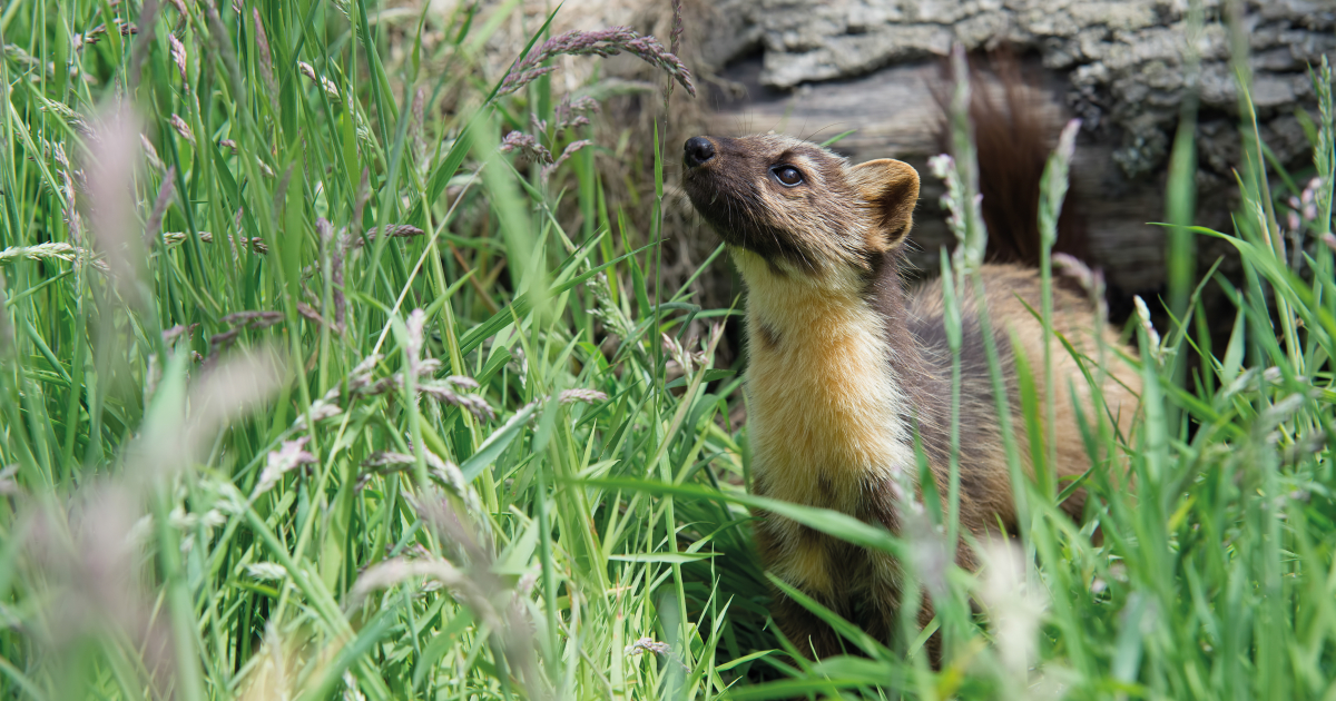 Alien versus predator: The grey squirrel & the pine marten | www.the