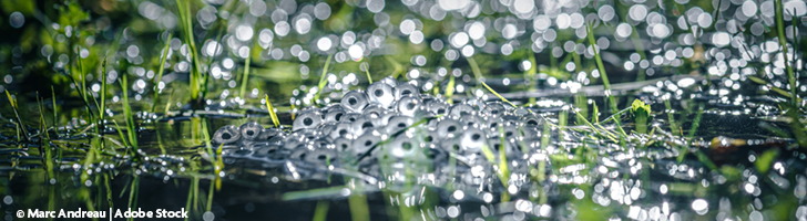 A banner image showing frogspawn in a pond, with grass in the background.