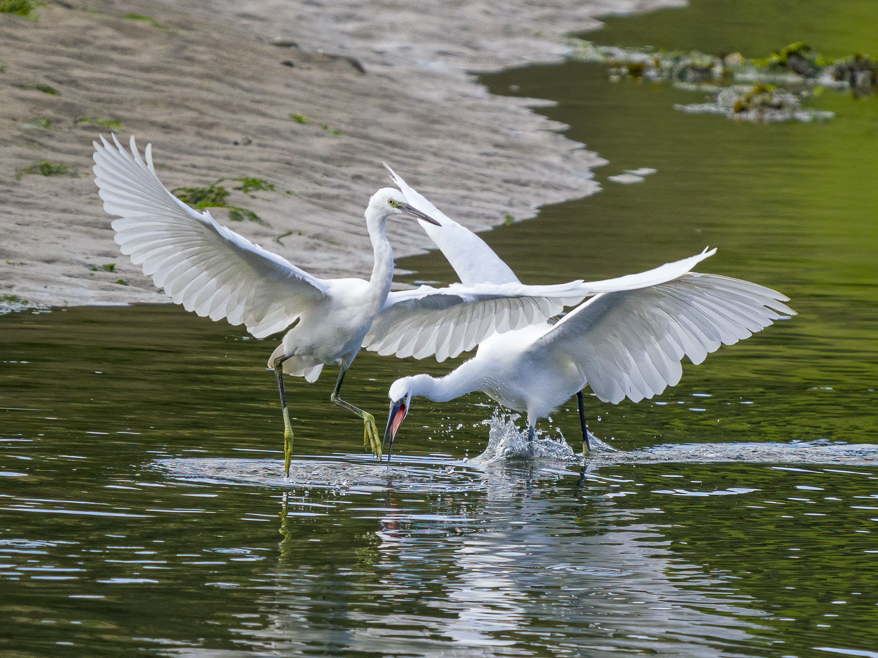 A photo of two white egrets standing in water, engaged in a dance or fight