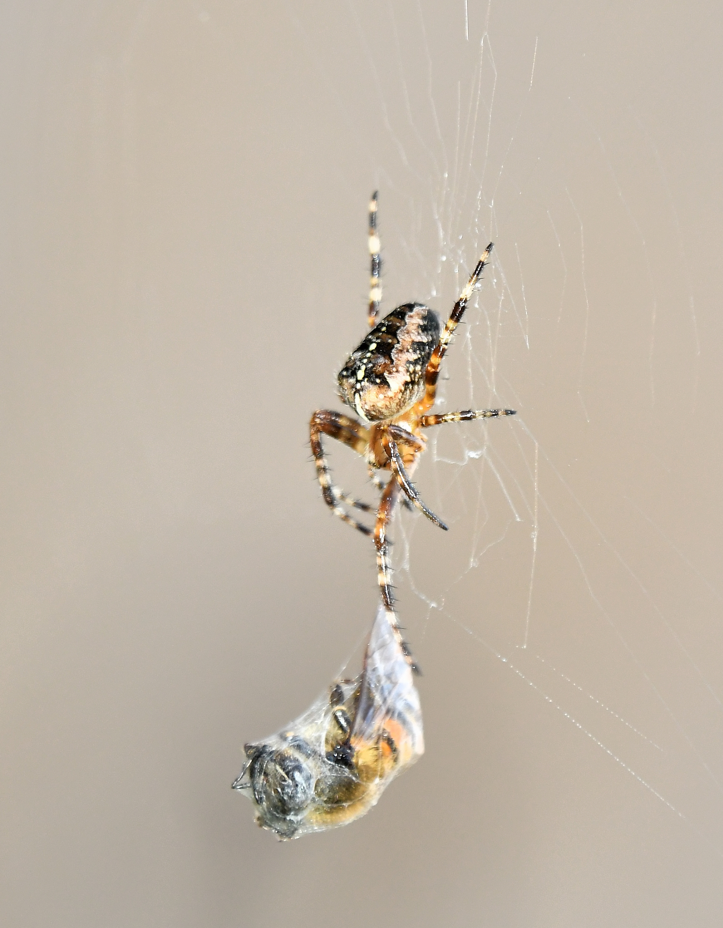 A close up photo of a spider suspended from a web, with an insect wrapped up below