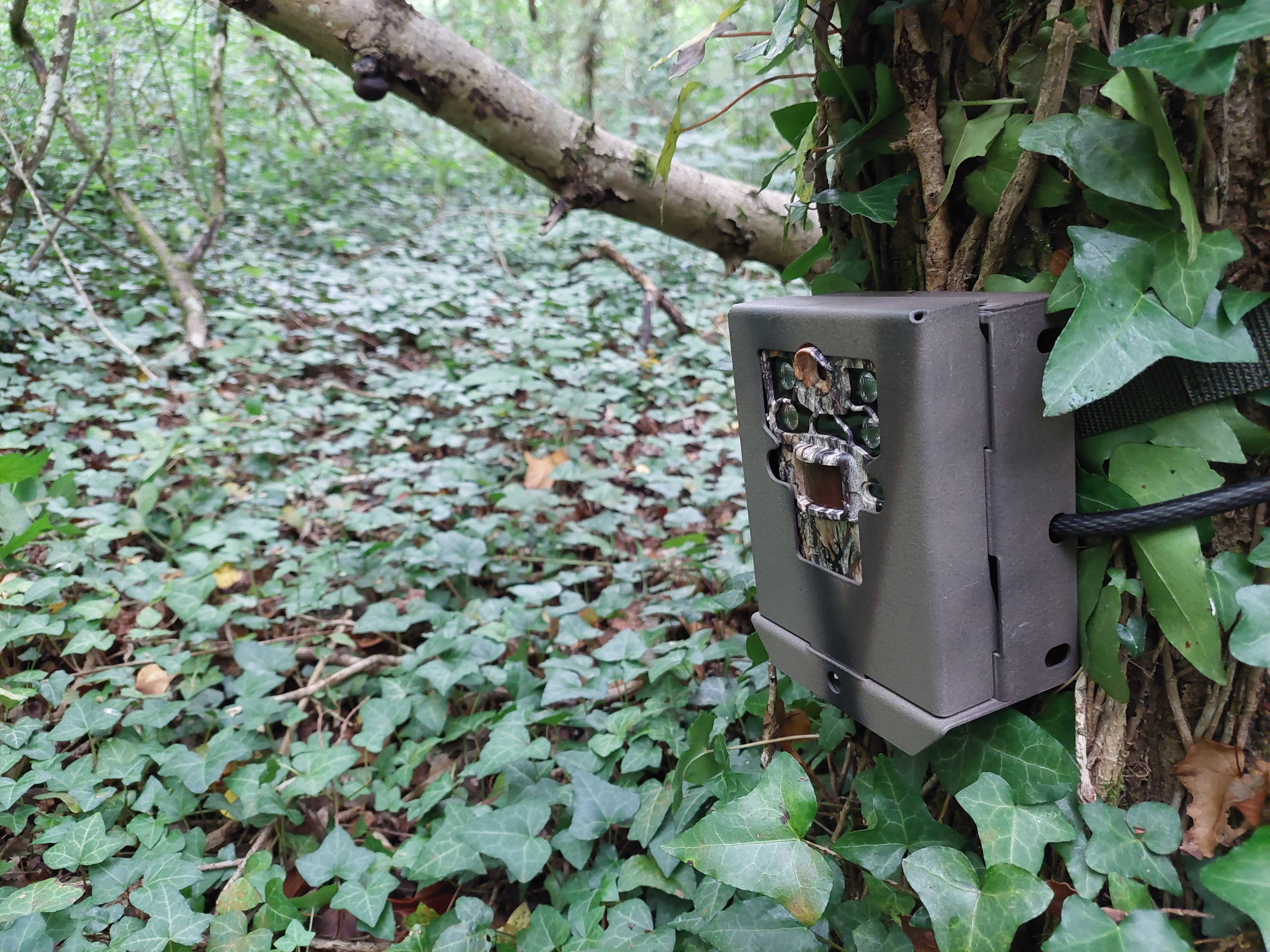 A camera trap set up on a tree in a forested area to monitor wildlife activity as part of the National Hedgehog Monitoring Programme