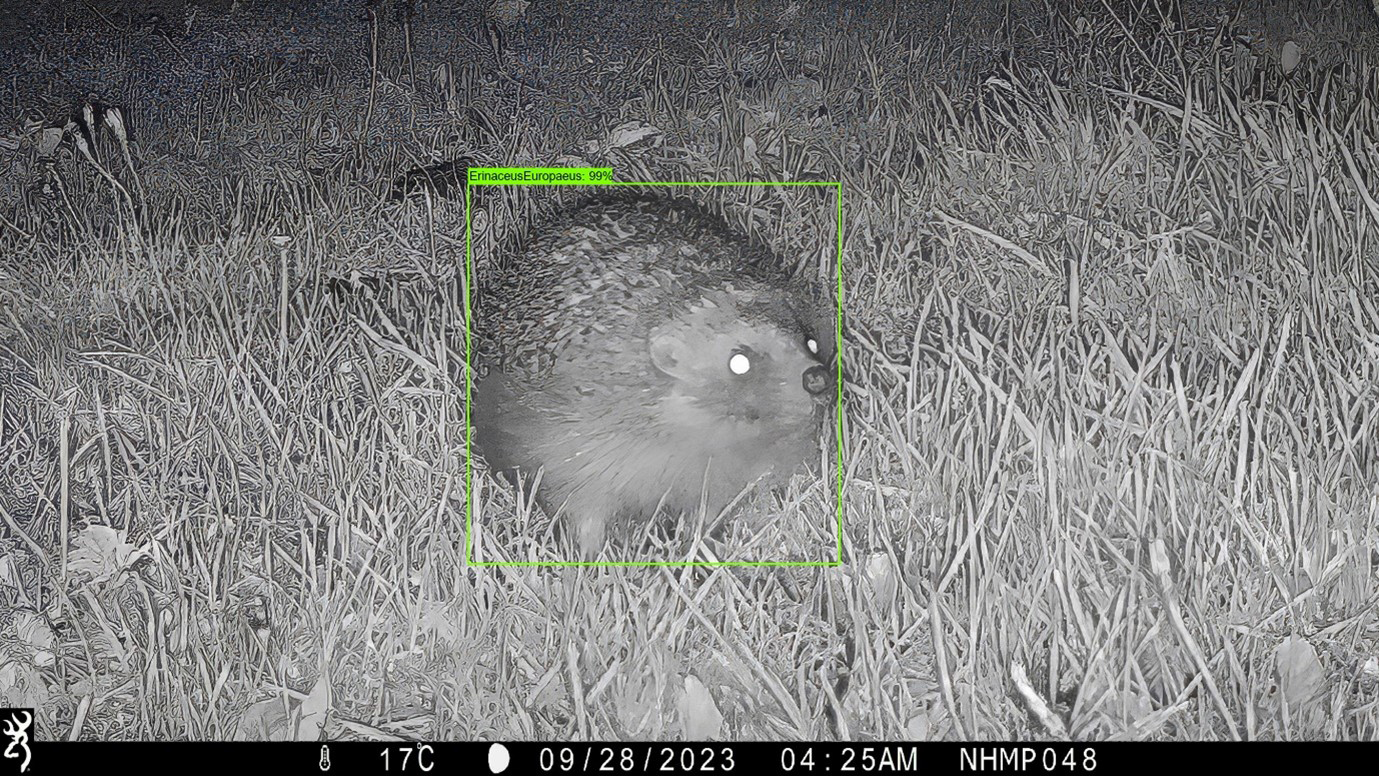 A screengrab from a wildlife camera at night showing a hedgehog with a green identification box around it