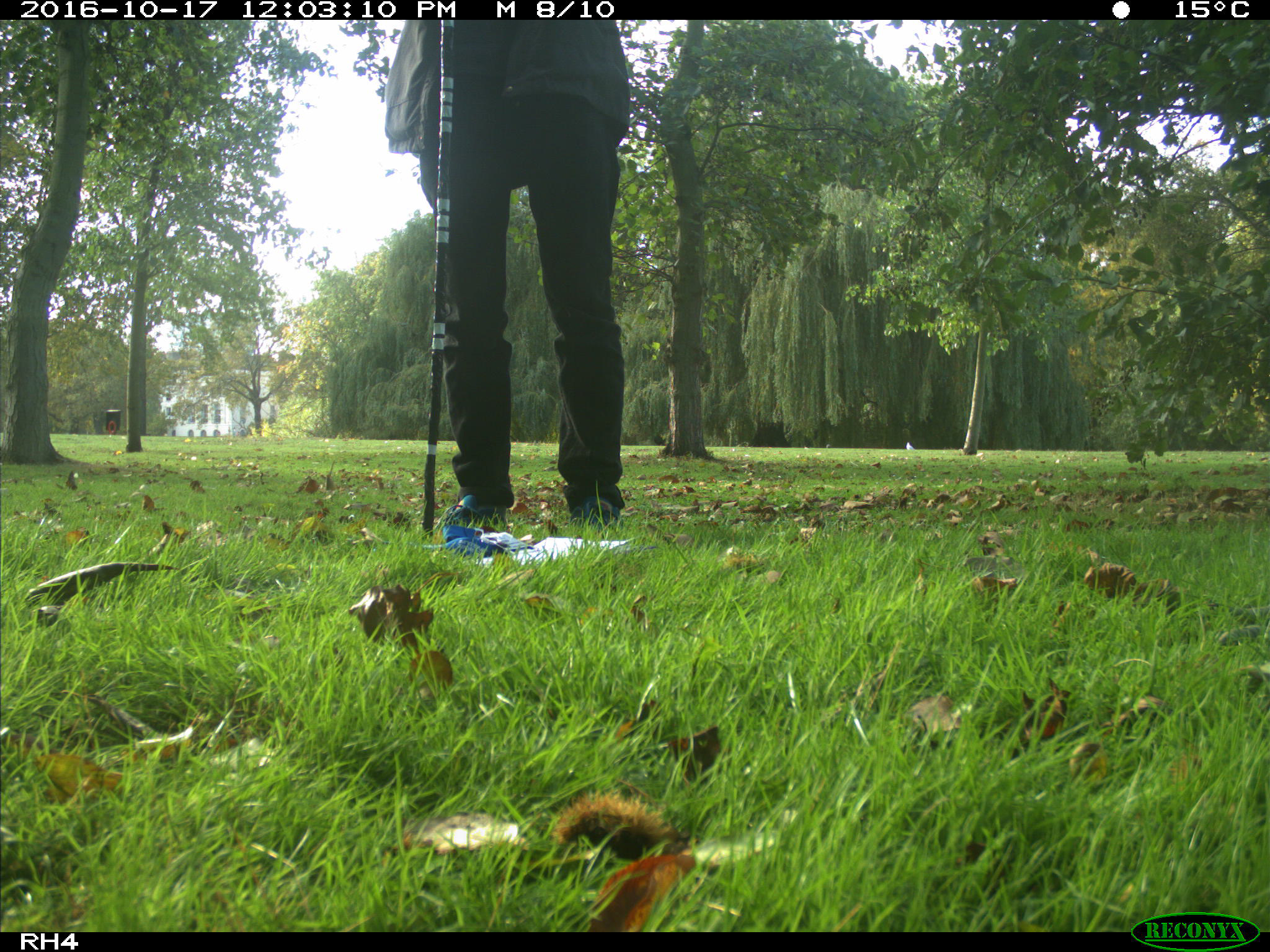 Camera trap image showing the calibration process, which involves someone holding a straight pole with markings every 20 cm 