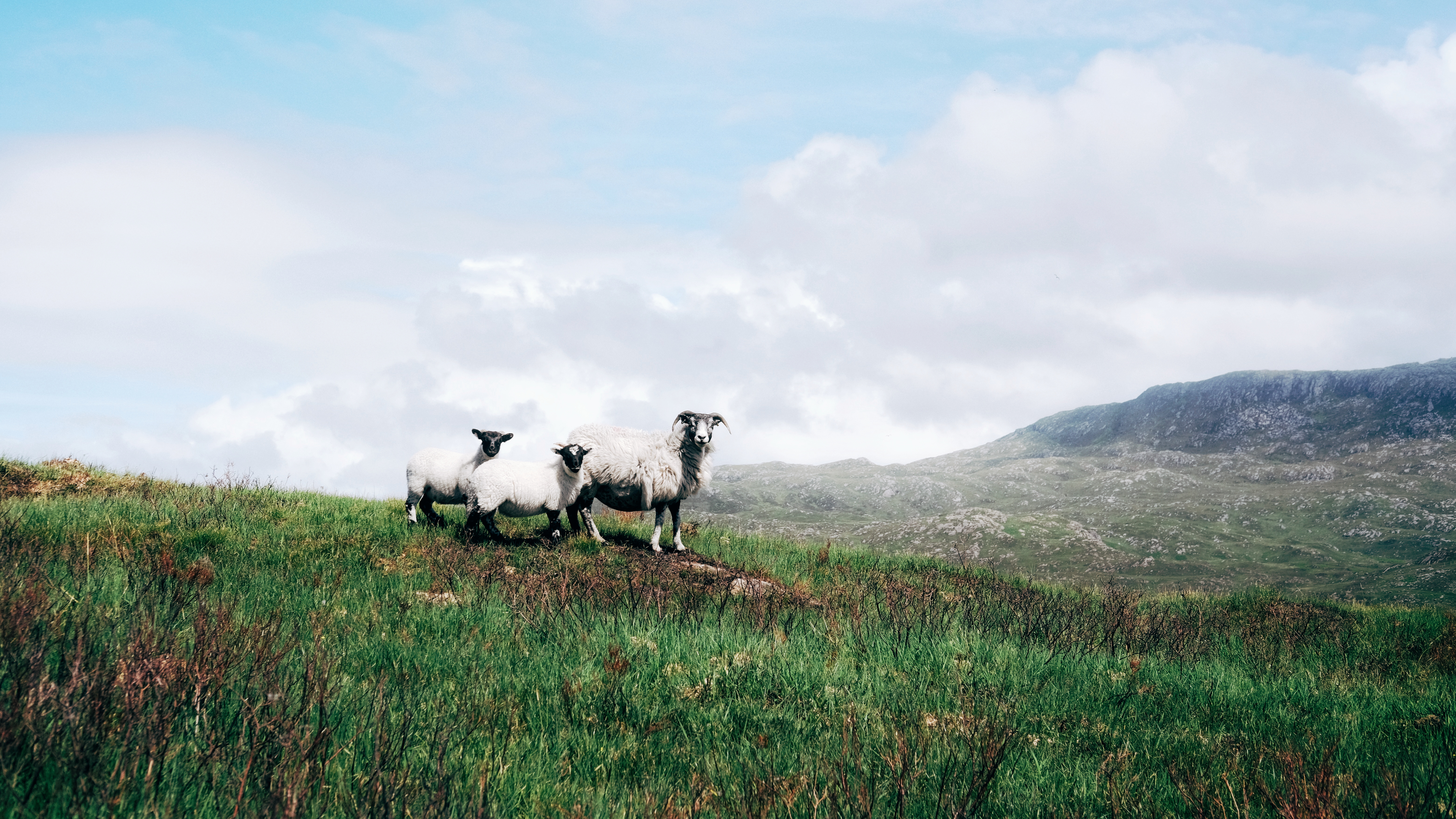 An atmospheric photo of a sheep family on the brow of a hill, blending in with clouds above