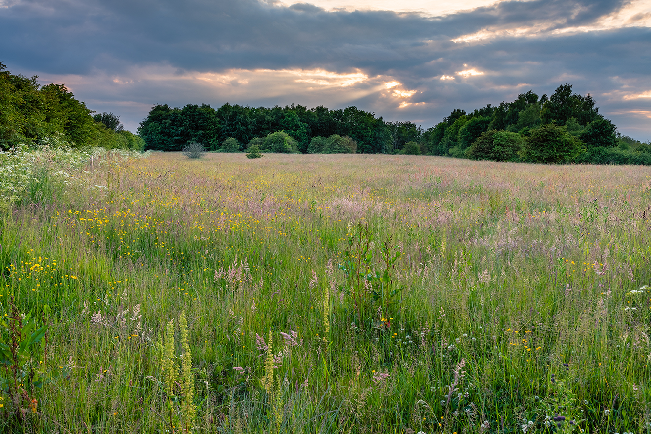 A grassy meadow at sunset with sun breaking through clouds