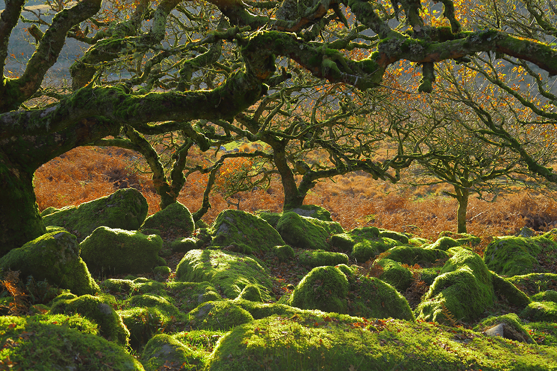 A wooded moorland rainforest with moss-covered boulders 