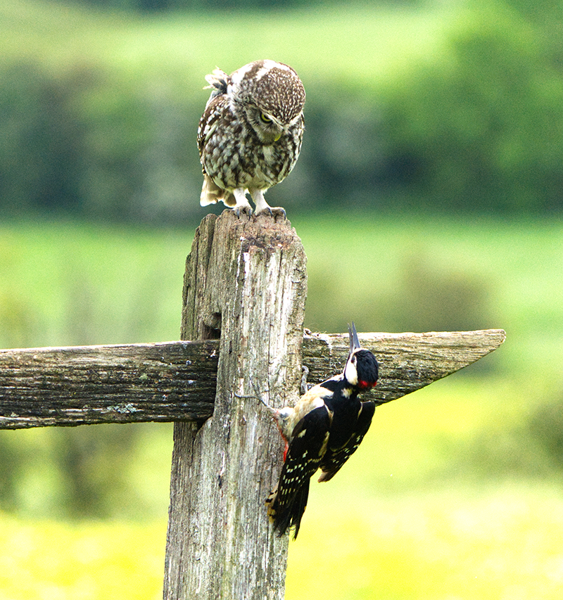 A photo of an owl sitting on top of a wooden fence post, a greater spotted woodpecker is perched on the post below, they are staring at each other