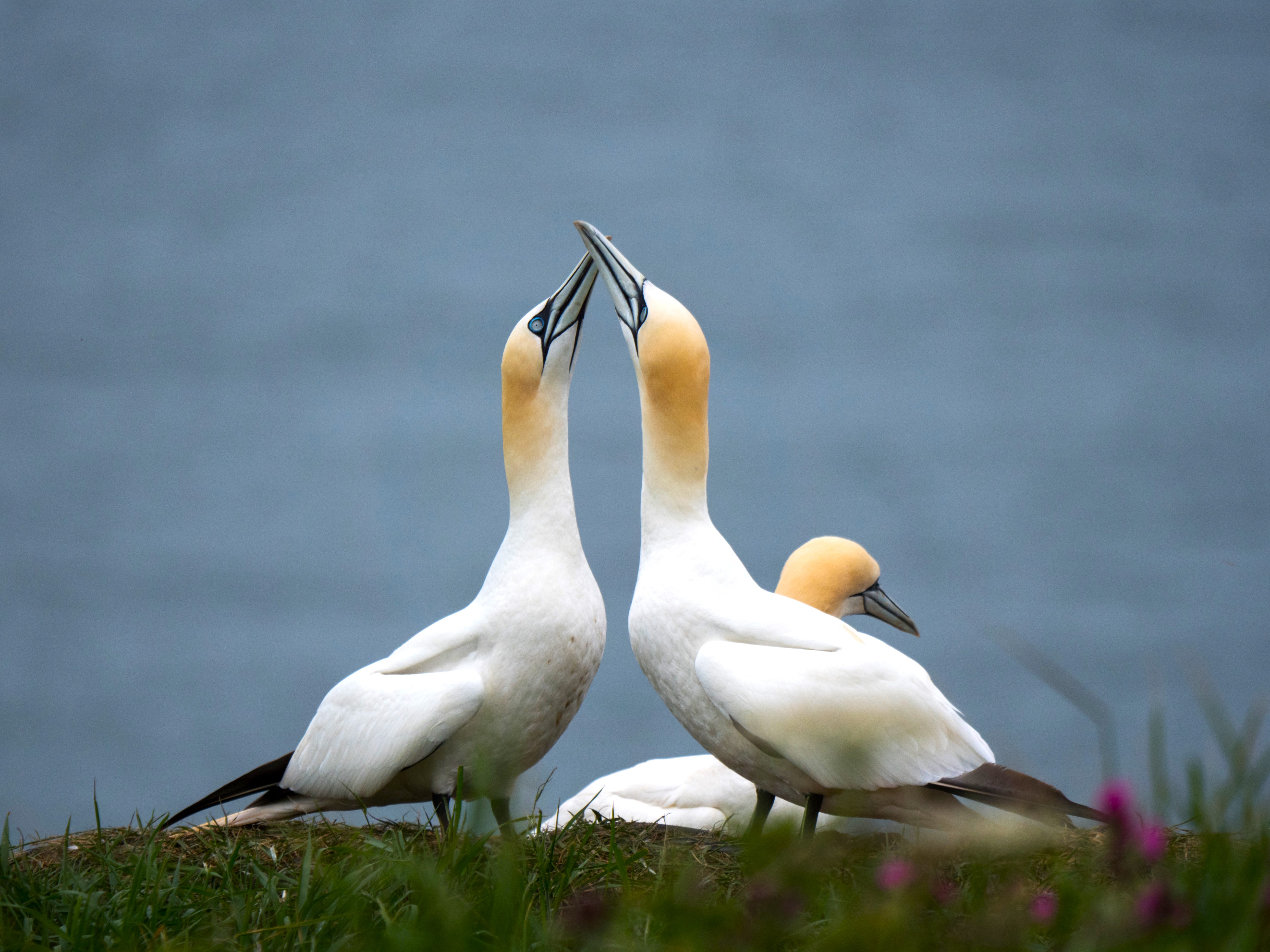 A photo of two gannets which necks extended greeting each other