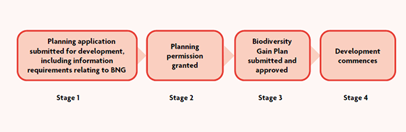 A flow diagram showing the 4 stages of the BNG application process