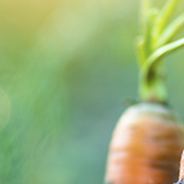 Carrots growing in Northern Ireland, Image Credit: © Pasko Maksim | Adobe Stock