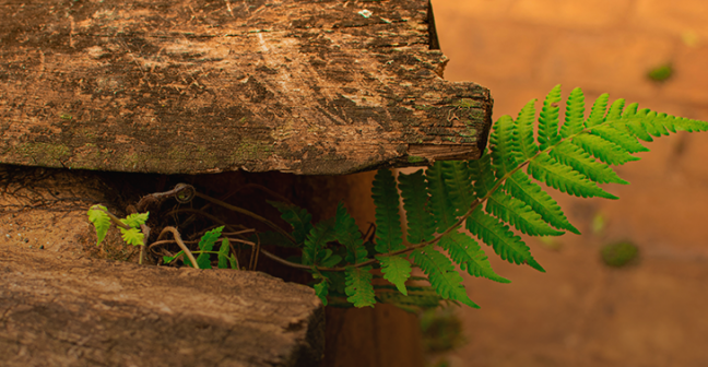 A tree stump with a fern growing out of it.