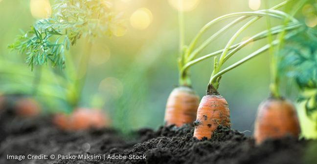 Carrots growing in Northern Ireland, Image Credit: © Pasko Maksim | Adobe Stock