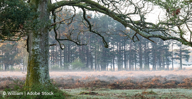 A photo of a misty field with a large tree overhanging the grass in the foreground