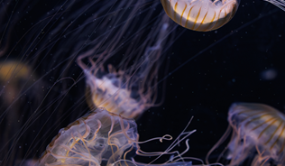 Jellyfish in dark water