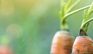 Carrots growing in Northern Ireland, Image Credit: © Pasko Maksim | Adobe Stock