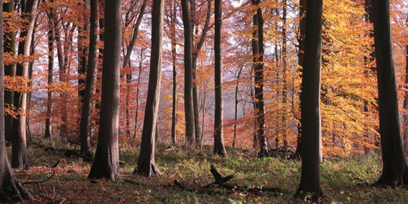 Edible dormice, bodgers and lasers: Ancient woodland in the Chilterns ...